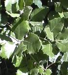 feuillage de Quercus ilex