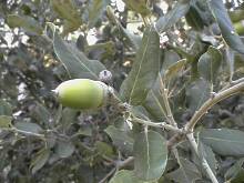 fruit de Quercus ilex